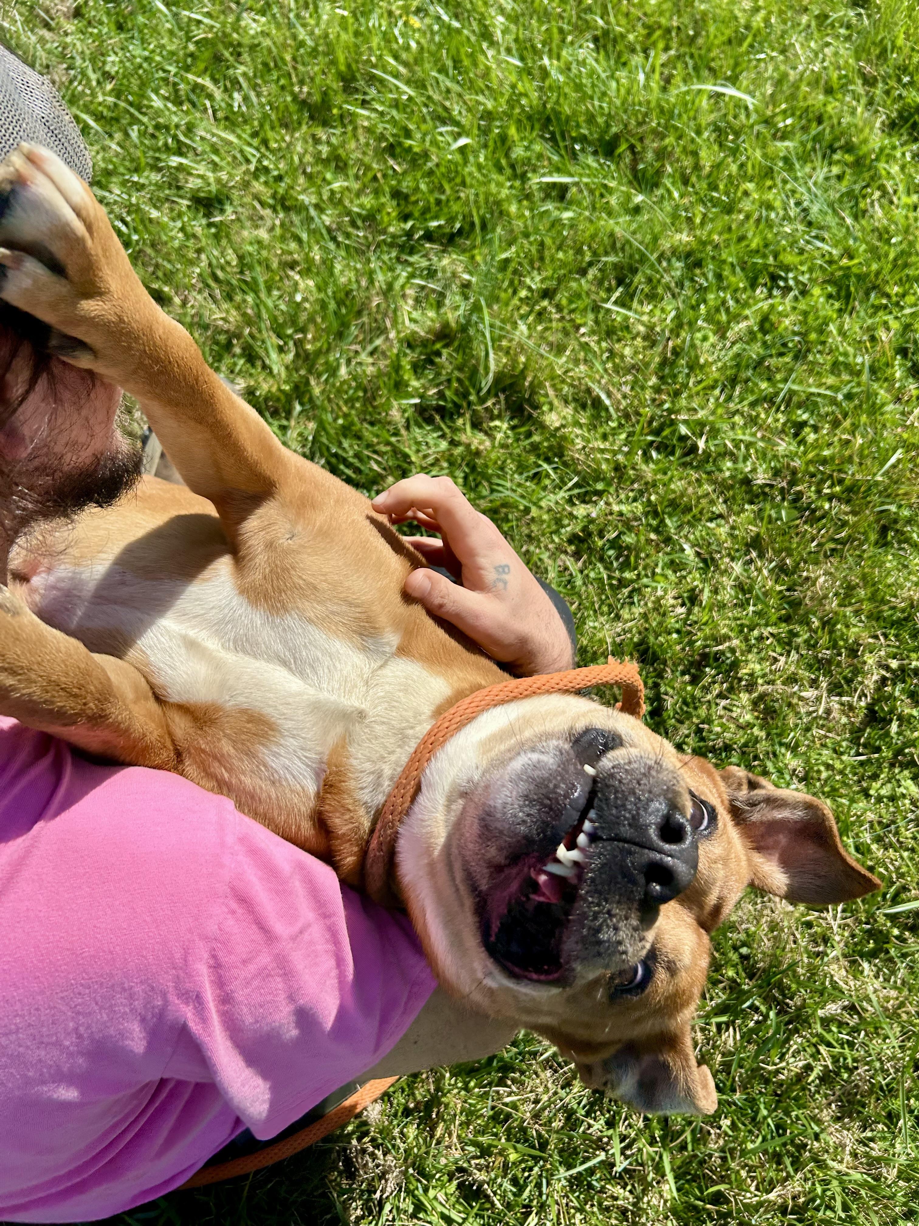 Enlarge Scooby(#2) aka Scoob , a ADOPTABLE mixed breed in Franklin, KY image 2/6