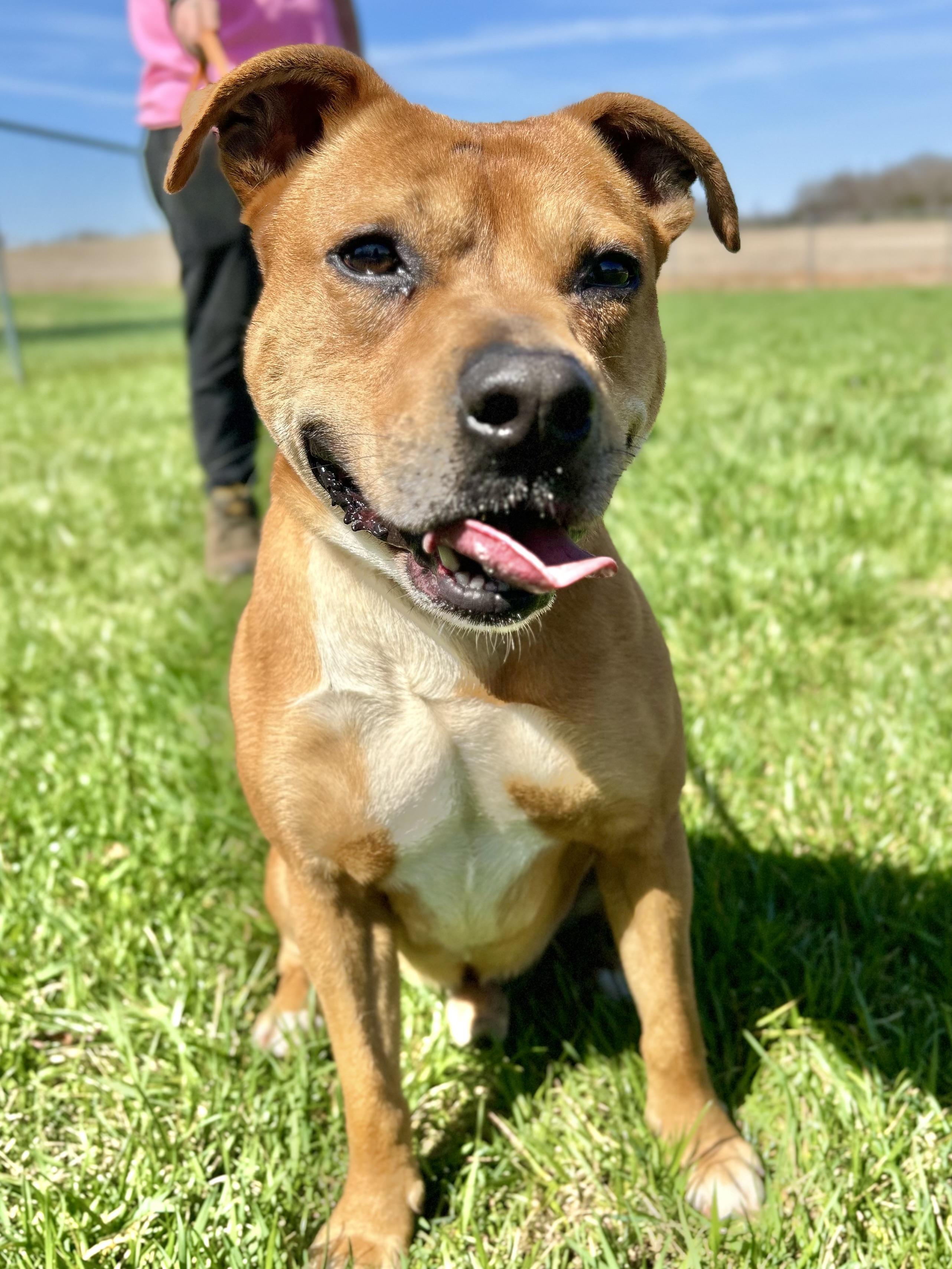 Enlarge Scooby(#2) aka Scoob , a ADOPTABLE mixed breed in Franklin, KY image 1/6