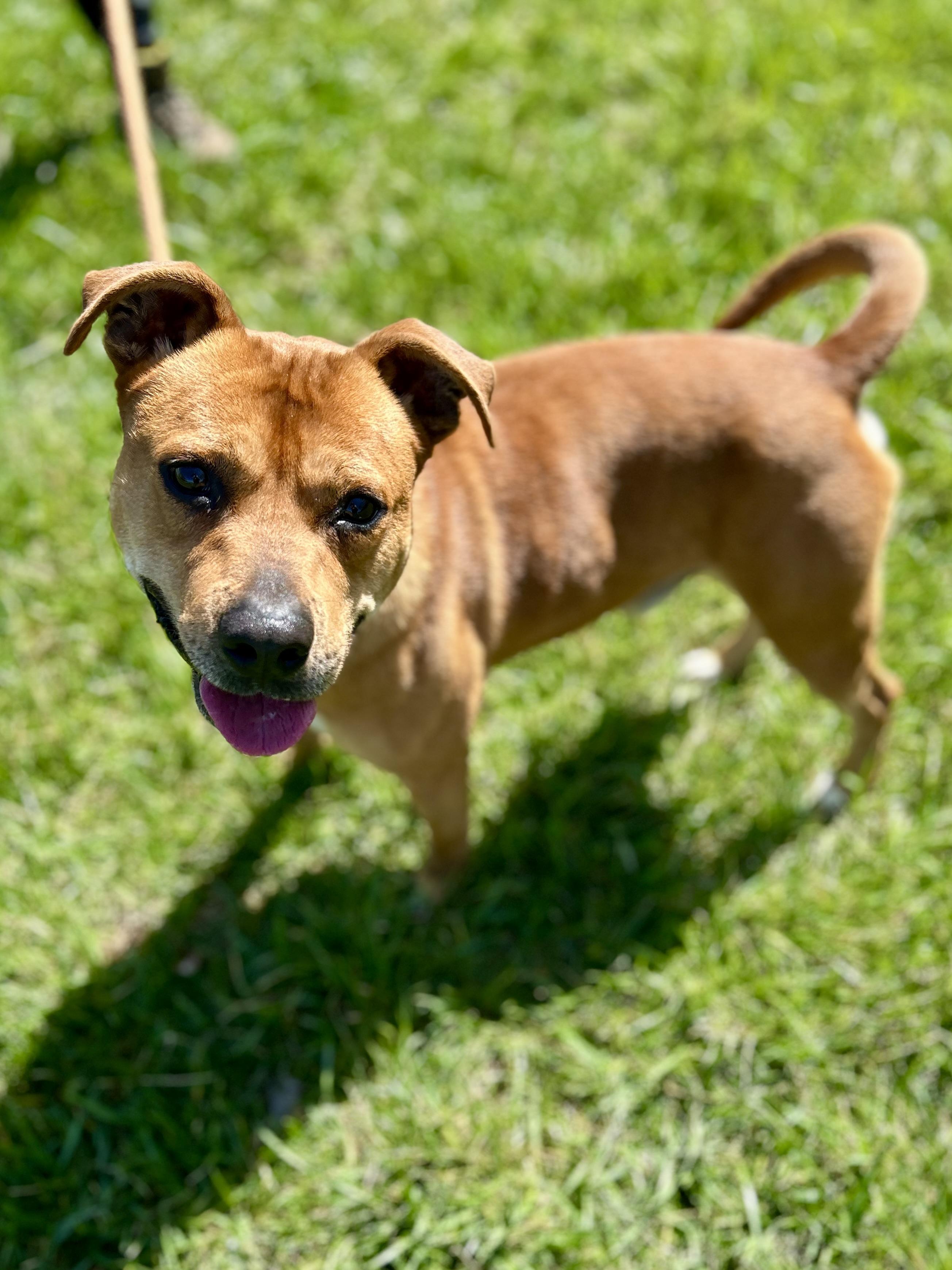 Enlarge Scooby(#2) aka Scoob , a ADOPTABLE mixed breed in Franklin, KY image 5/6