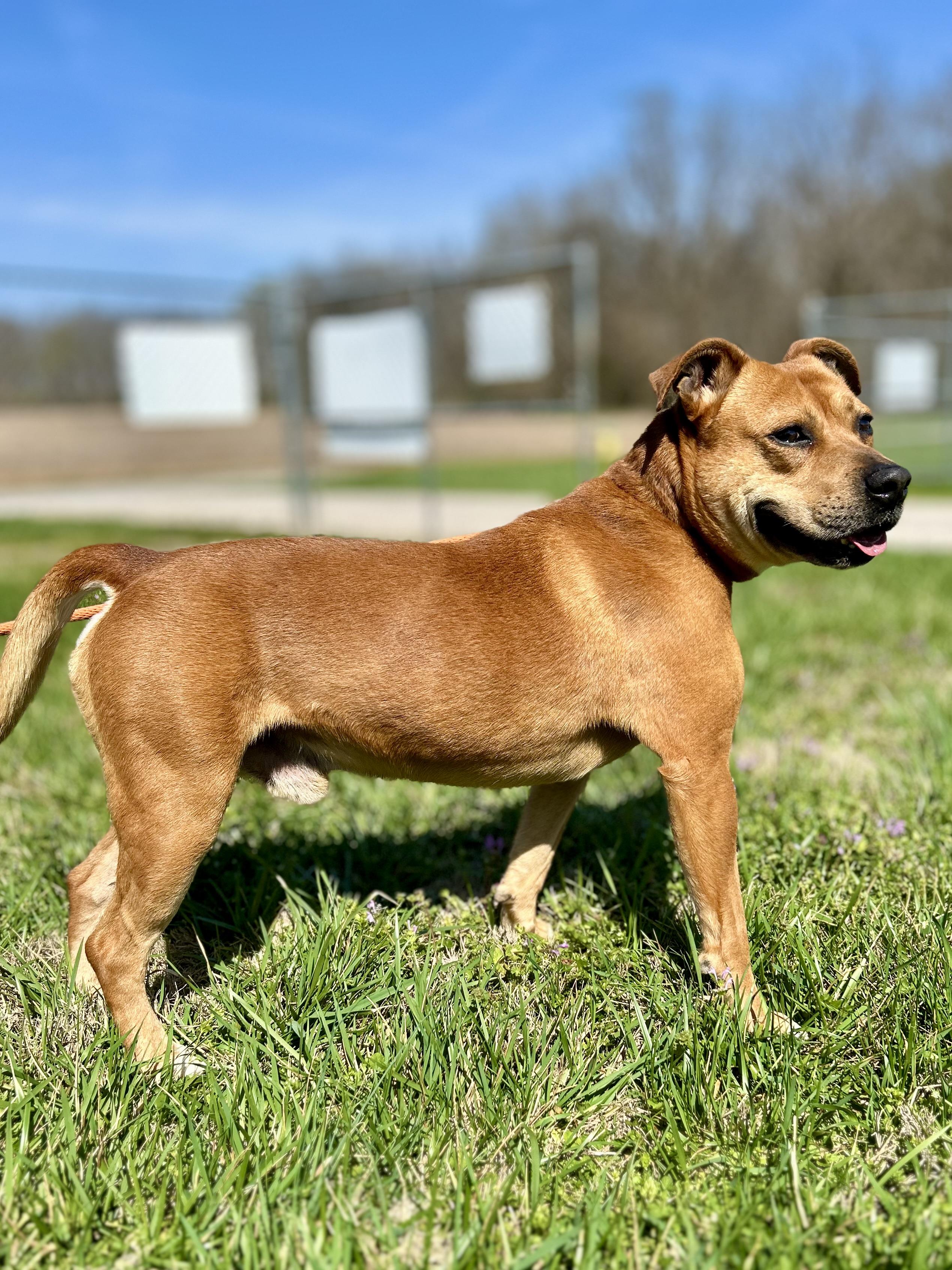 Enlarge Scooby(#2) aka Scoob , a ADOPTABLE mixed breed in Franklin, KY image 6/6