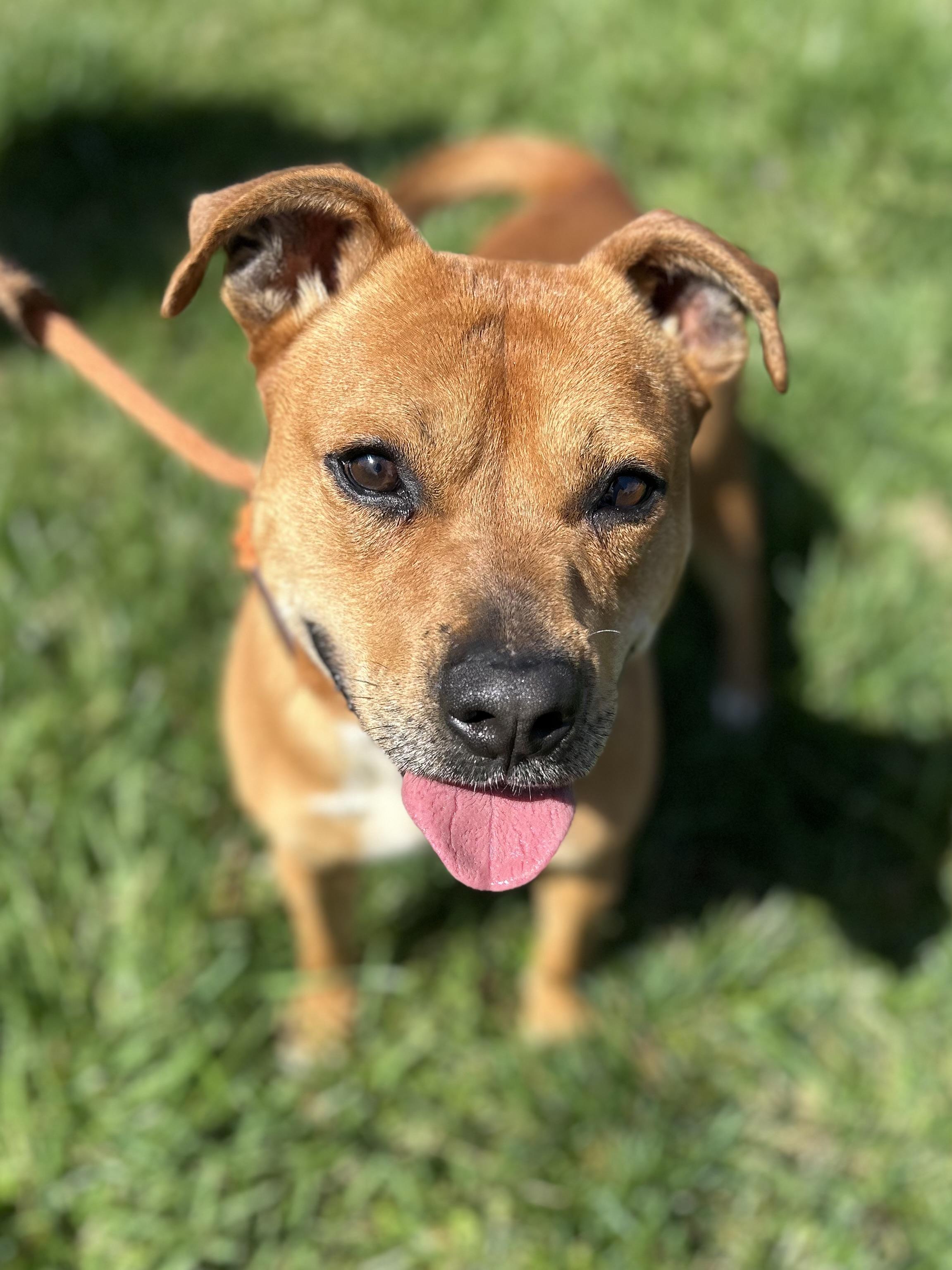 Enlarge Scooby(#2) aka Scoob , a ADOPTABLE mixed breed in Franklin, KY image 3/6