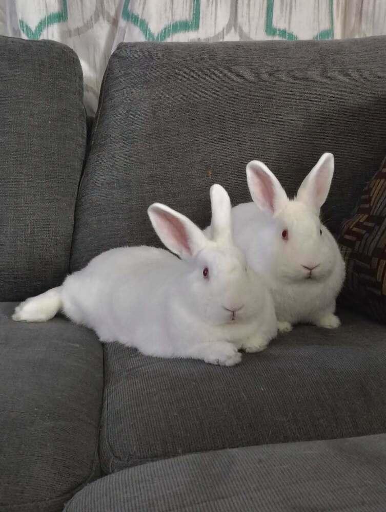 Twinkle and Winter, Adoptable, Young Female New Zealand.