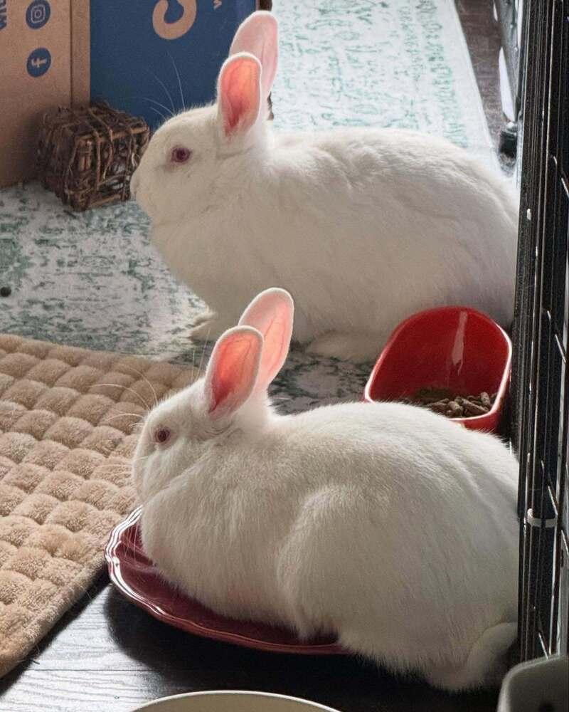 Enlarge Twinkle and Winter, a Adoptable New Zealand in Naples, FL image 2/6