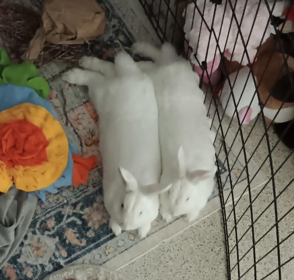 Enlarge Twinkle and Winter, a Adoptable New Zealand in Naples, FL image 3/6