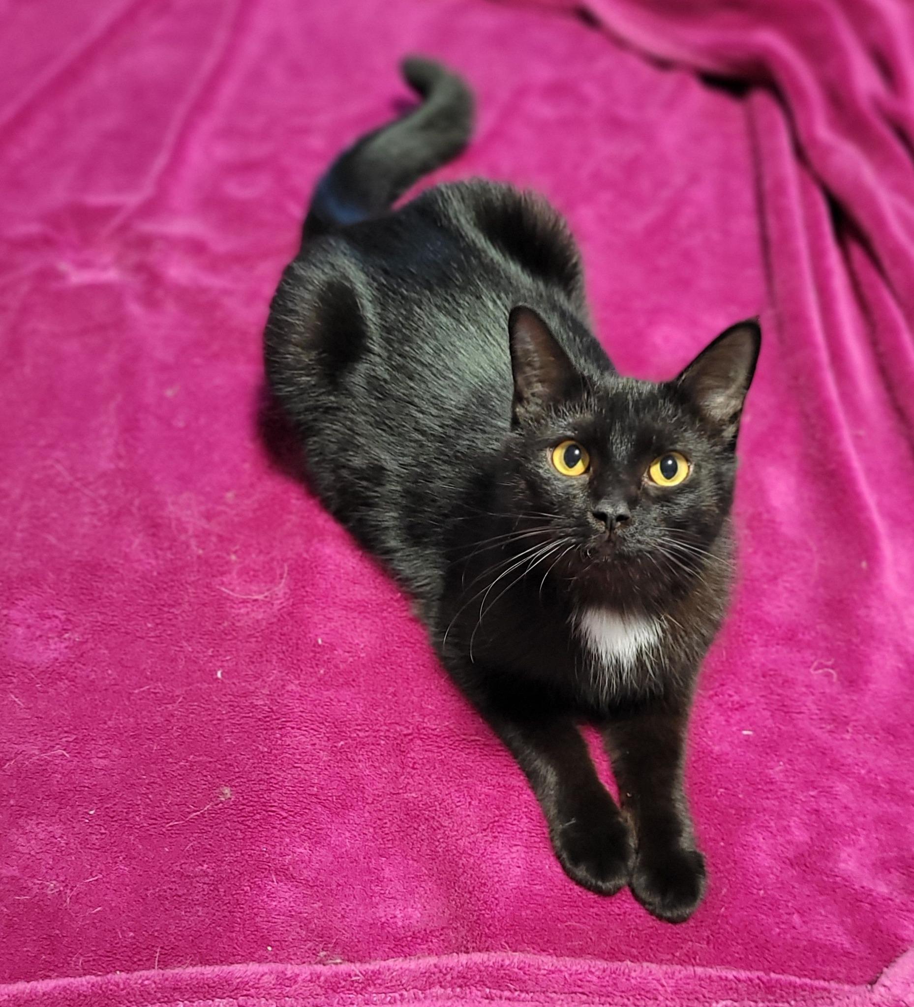 Pixel, a Adoptable Domestic Short Hair in Shakespeare, ON image 1/4