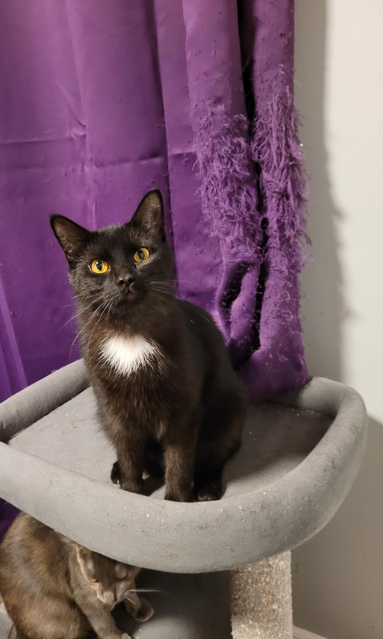 Pixel, a Adoptable Domestic Short Hair in Shakespeare, ON image 2/4