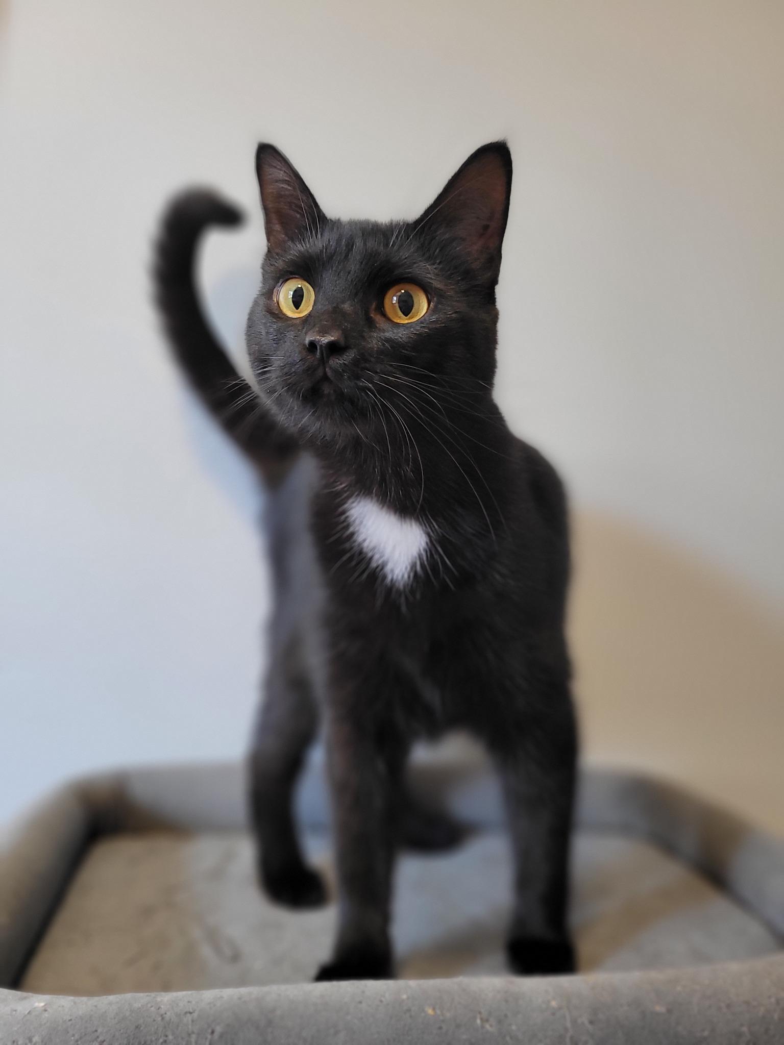 Pixel, a Adoptable Domestic Short Hair in Shakespeare, ON image 3/4