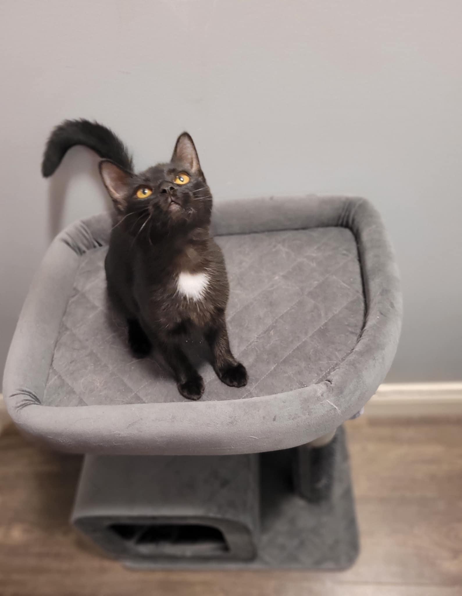 Pixel, a Adoptable Domestic Short Hair in Shakespeare, ON image 4/4