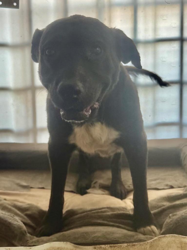 Sister Sadie, Adoptable, Senior Female Mixed Breed.