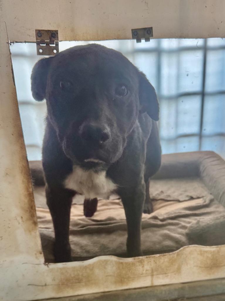 Enlarge Sister Sadie, a Adoptable mixed breed in Crossville, TN image 2/3