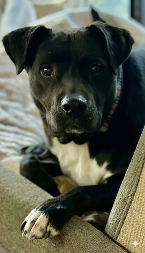 Sister Sadie, Adoptable, Senior Female Mixed Breed.