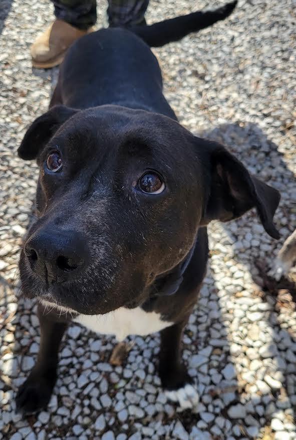 Sister Sadie, Adoptable, Senior Female Mixed Breed.