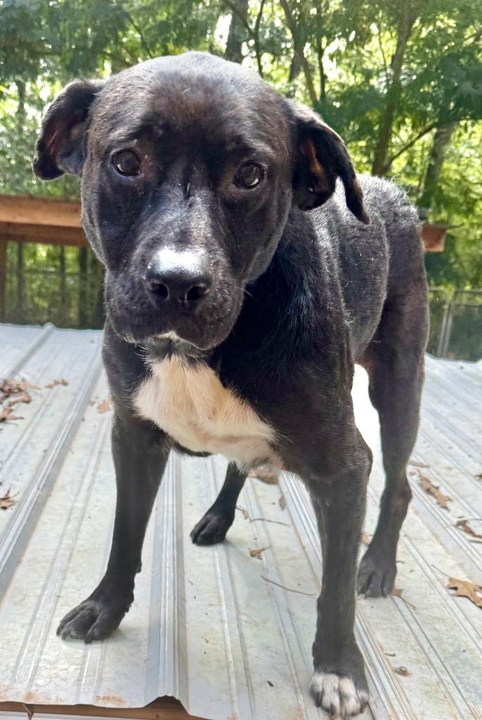 Enlarge Sister Sadie, a Adoptable mixed breed in Crossville, TN image 3/4