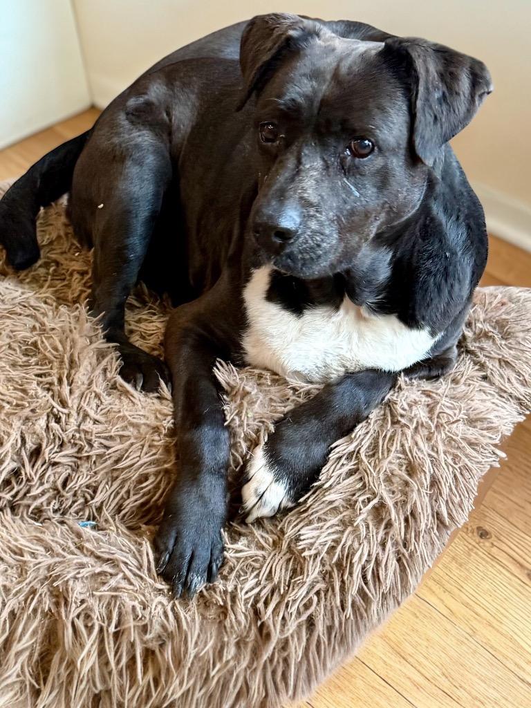 Enlarge Sister Sadie, a Adoptable mixed breed in Crossville, TN image 4/4