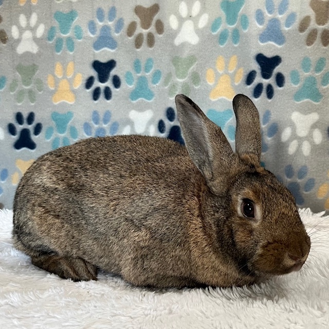 Enlarge Quartz, a Adoptable American in Erie, PA image 1/5