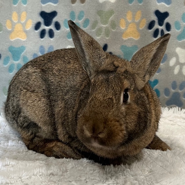 Enlarge Quartz, a Adoptable American in Erie, PA image 3/5