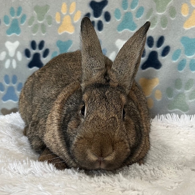 Enlarge Quartz, a Adoptable American in Erie, PA image 4/5