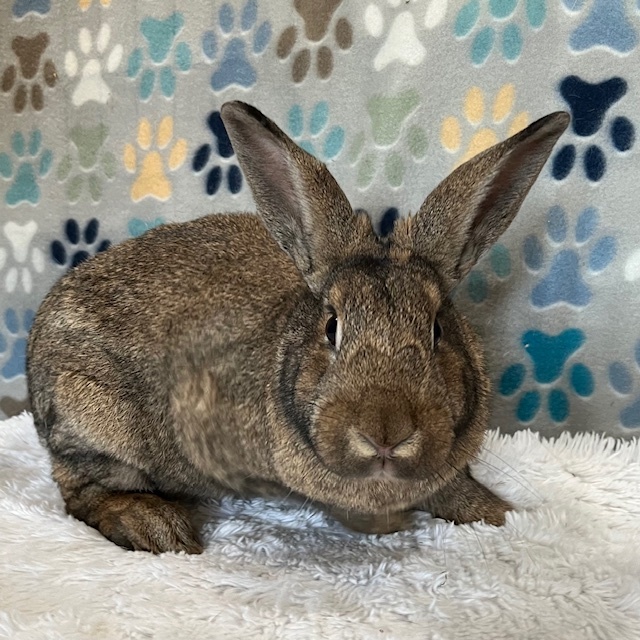 Enlarge Quartz, a Adoptable American in Erie, PA image 5/5