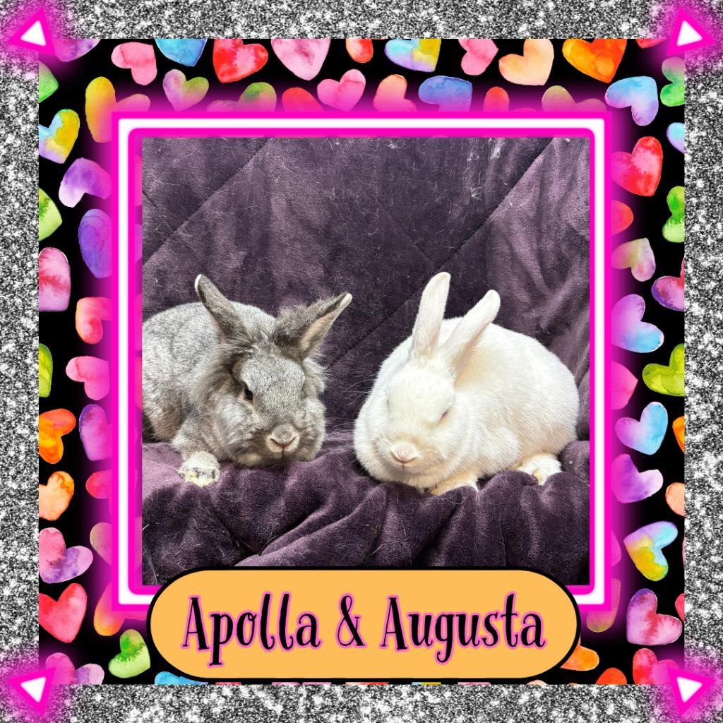 Apolla, Adoptable, Young Female Bunny Rabbit.