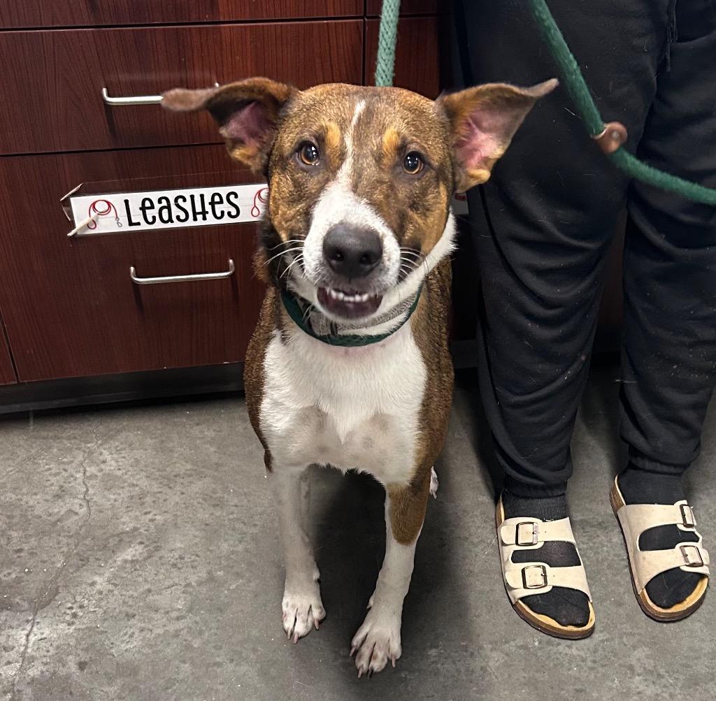 Dixson, Adoptable, Young Male Hound.