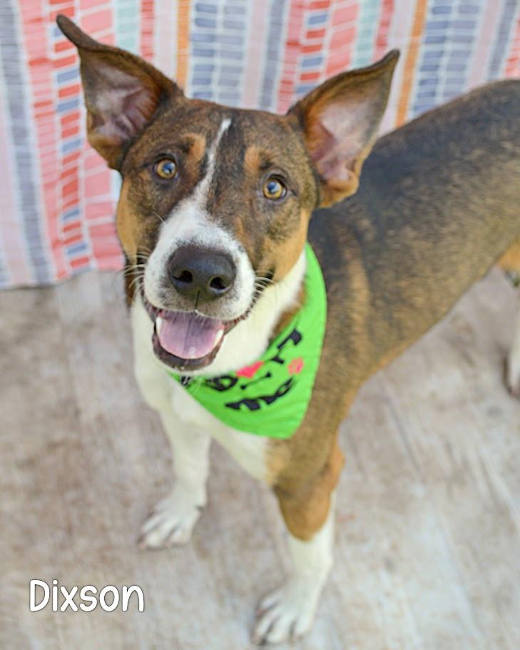 Enlarge Dixson, a Adoptable Hound in Gautier, MS image 2/3
