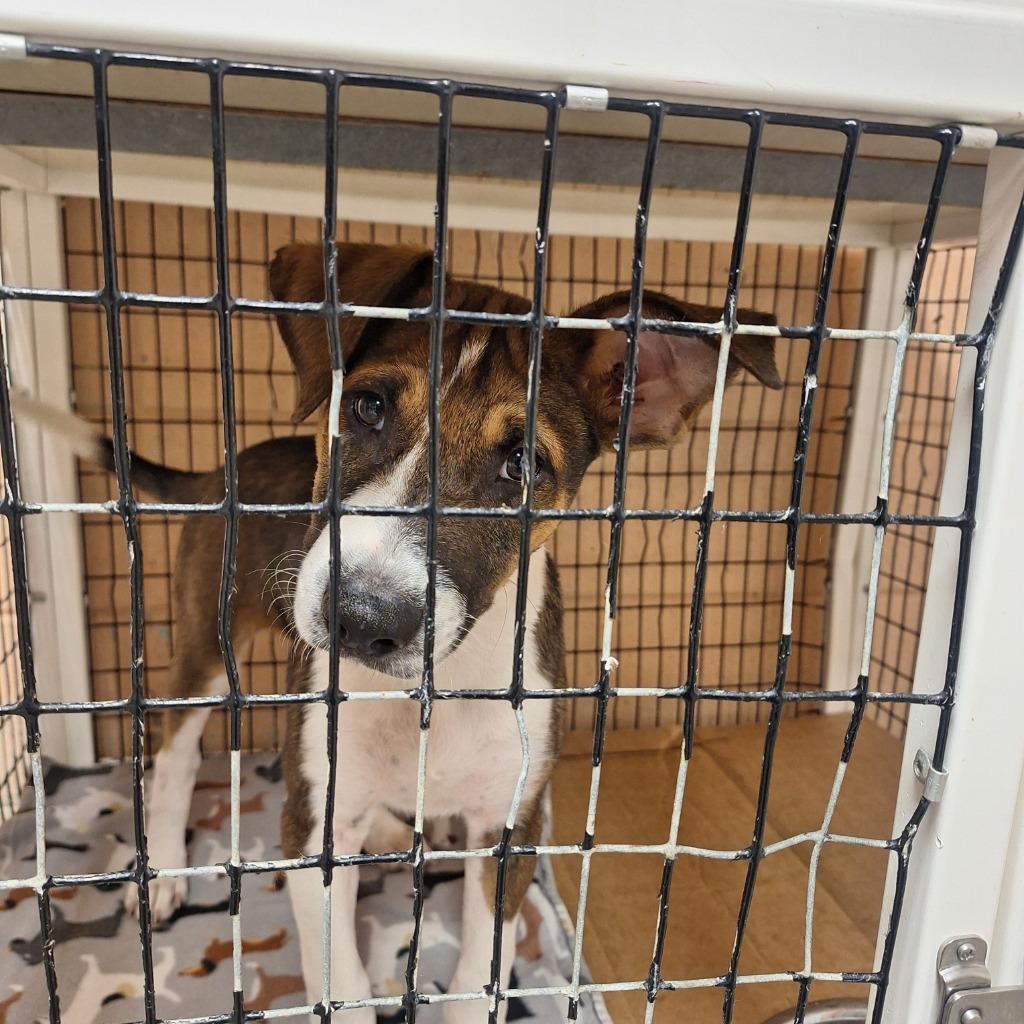 Enlarge Dixson, a Adoptable Hound in Gautier, MS image 3/3
