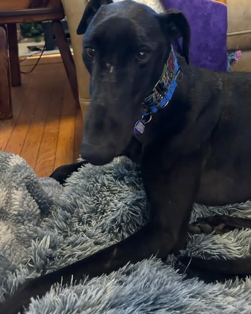 Moon Shot - Pending, an adoptable Greyhound in Allentown, PA image 1/3