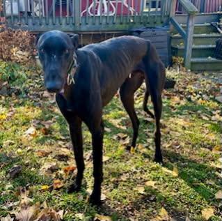 Moon Shot - Pending, an adoptable Greyhound in Allentown, PA image 2/3