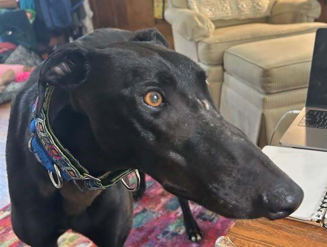 Moon Shot - Pending, an adoptable Greyhound in Allentown, PA image 3/3