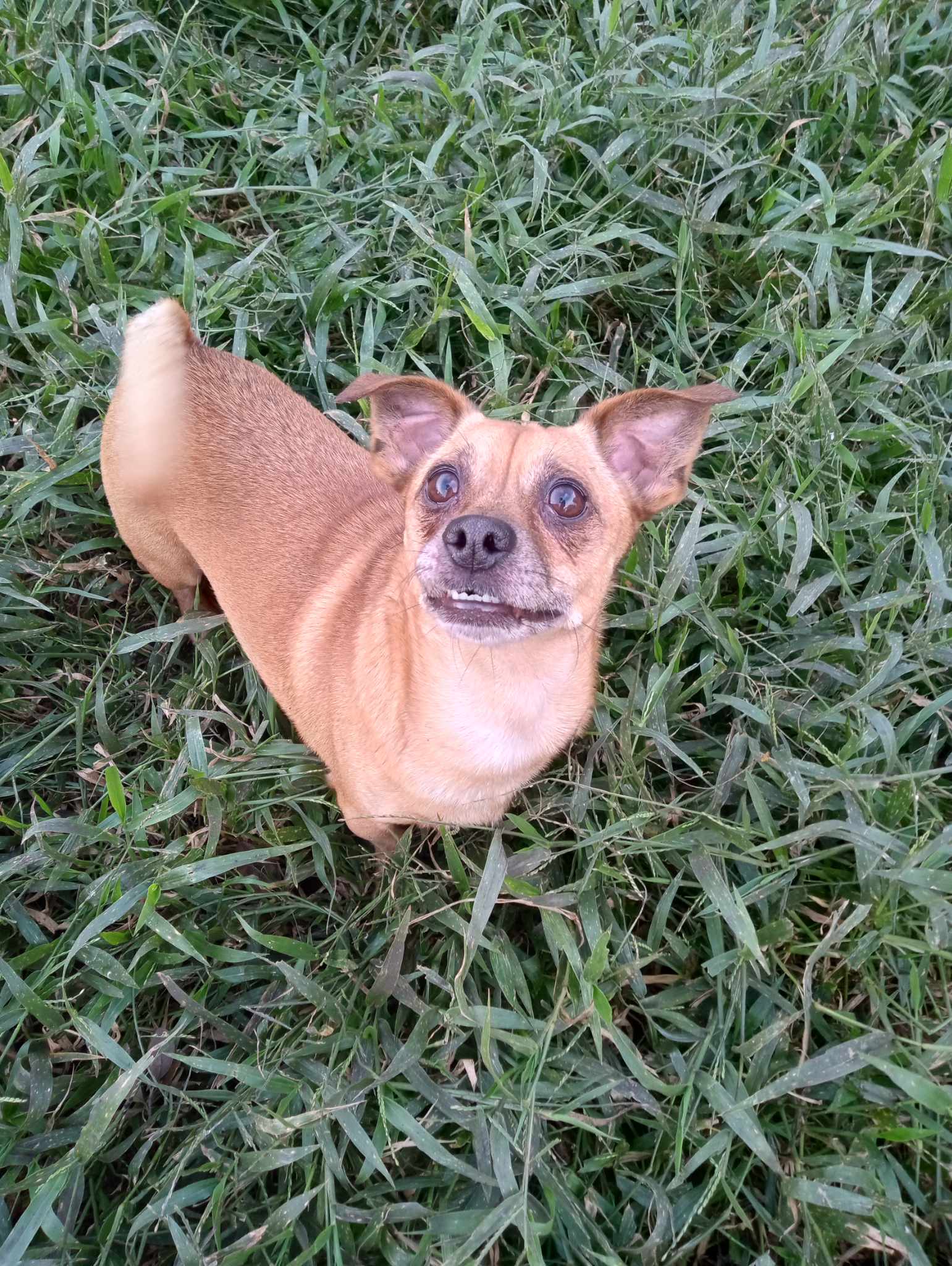 Miles, Adoptable, Young Male Chihuahua & Corgi.