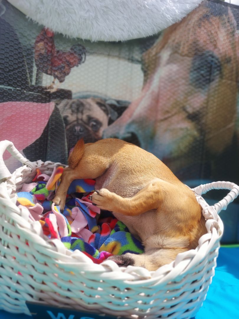 Miles, a Adoptable mixed breed in Boca Raton, FL image 3/5