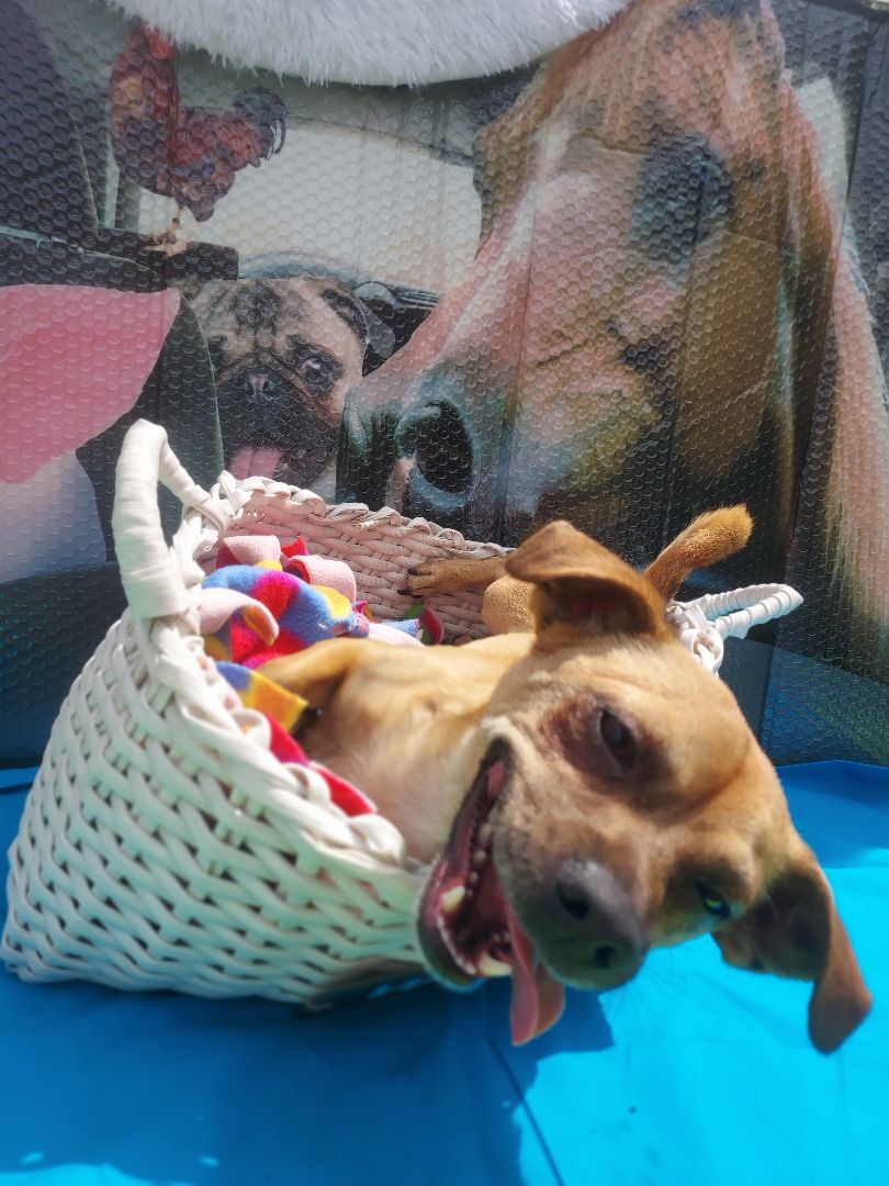 Miles, a Adoptable mixed breed in Boca Raton, FL image 2/5