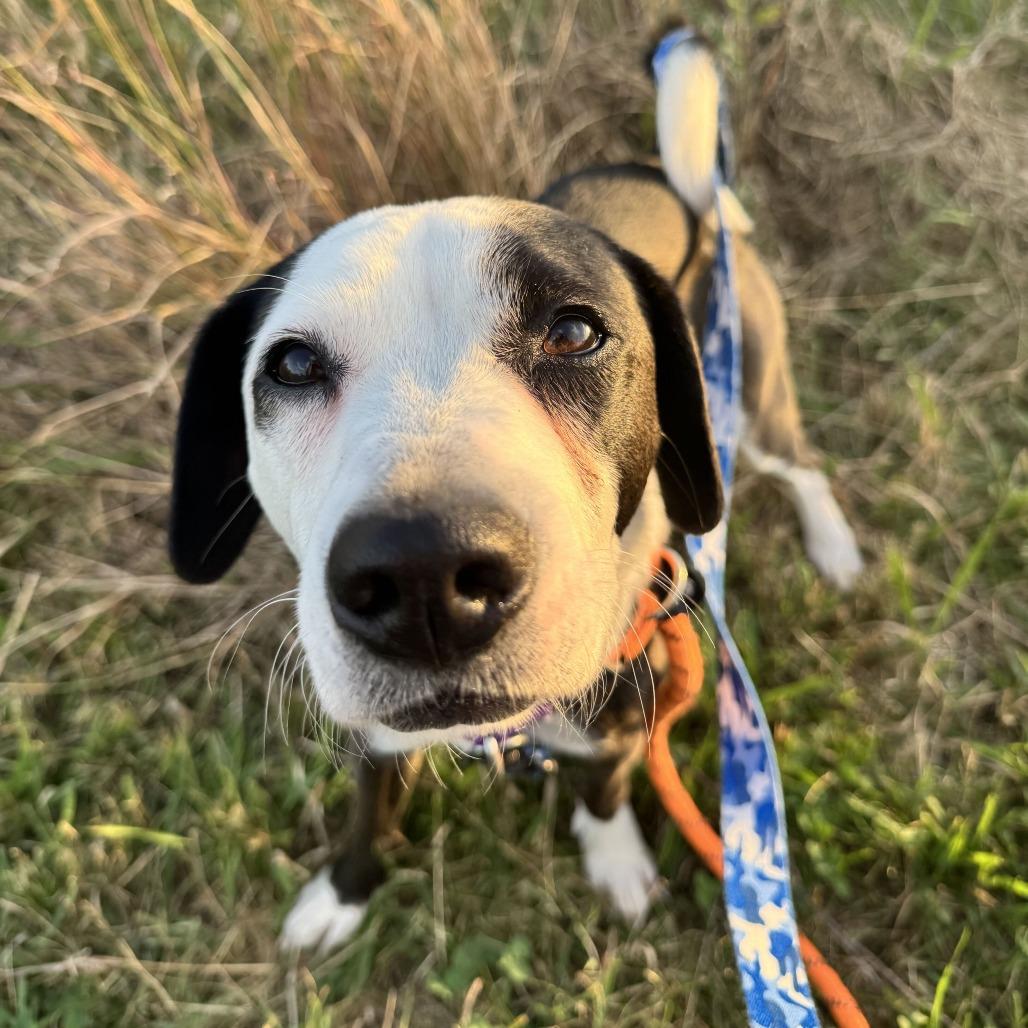 Oreo, Adoptable, Adult Male Rat Terrier & Mixed Breed.