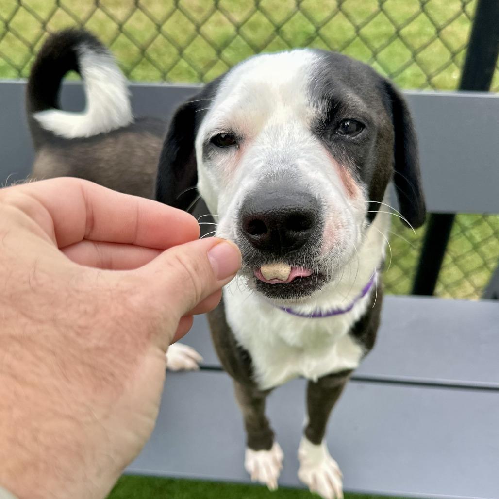 Enlarge Oreo, a Adoptable mixed breed in Matteson, IL image 2/6