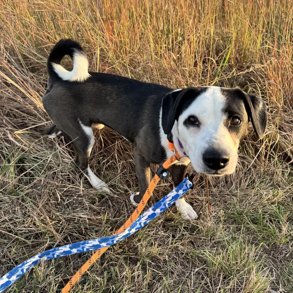 Enlarge Oreo, a Adoptable mixed breed in Matteson, IL image 3/6