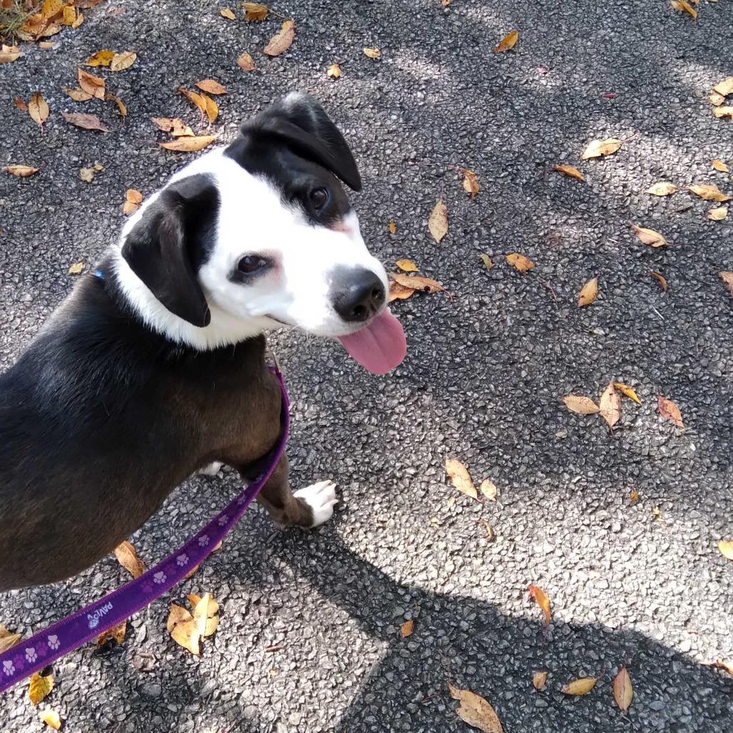 Enlarge Oreo, a Adoptable mixed breed in Matteson, IL image 4/6