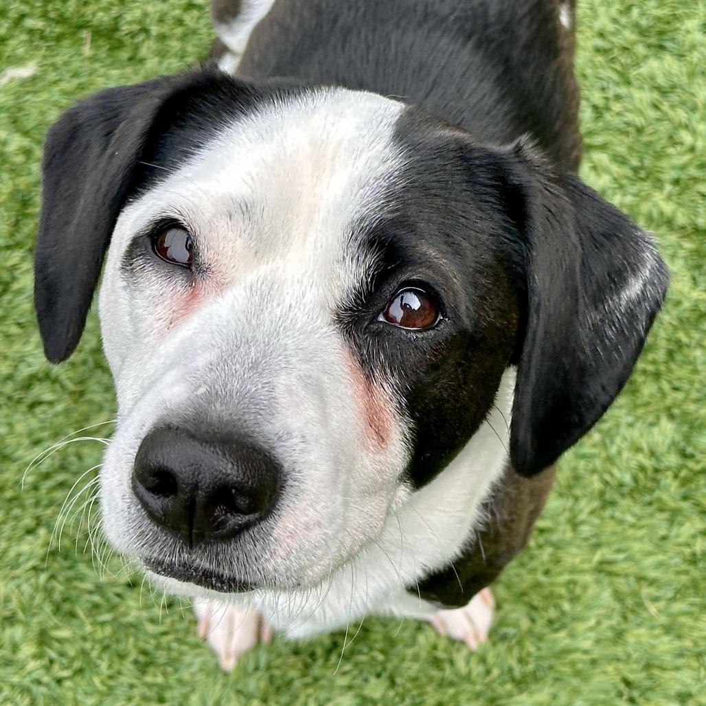 Enlarge Oreo, a Adoptable mixed breed in Matteson, IL image 5/6