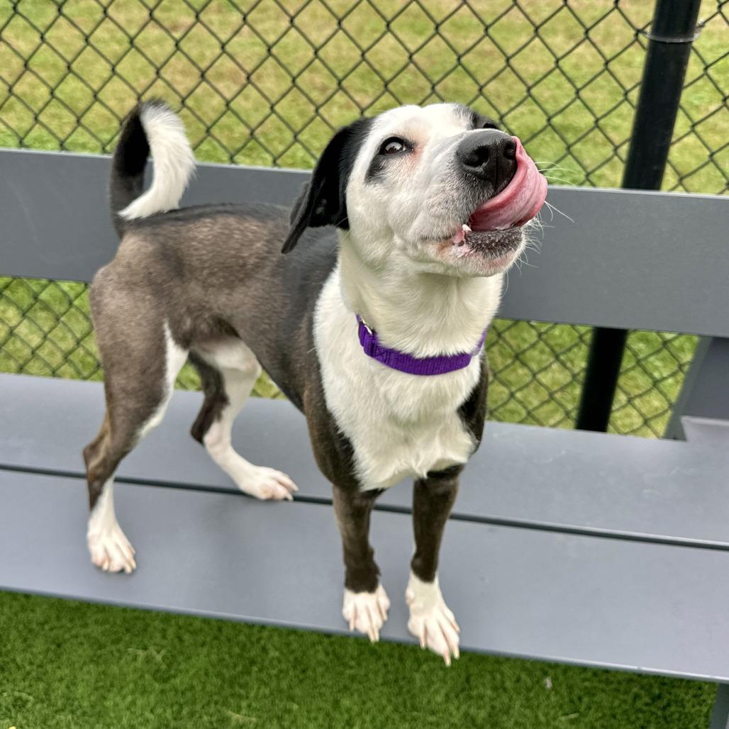 Enlarge Oreo, a Adoptable mixed breed in Matteson, IL image 6/6