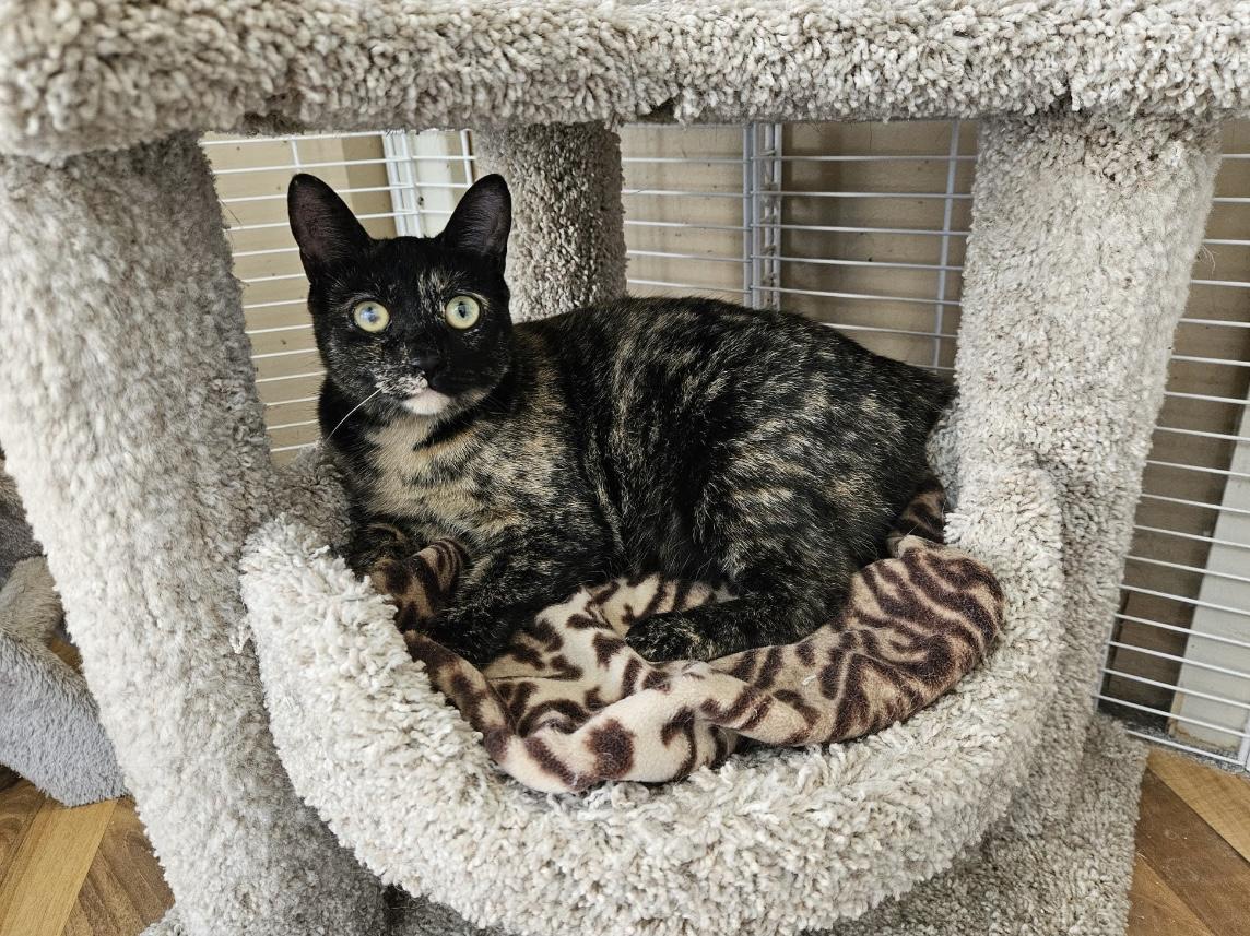 Cinnamon, ADOPTABLE, Young Female Tortoiseshell.