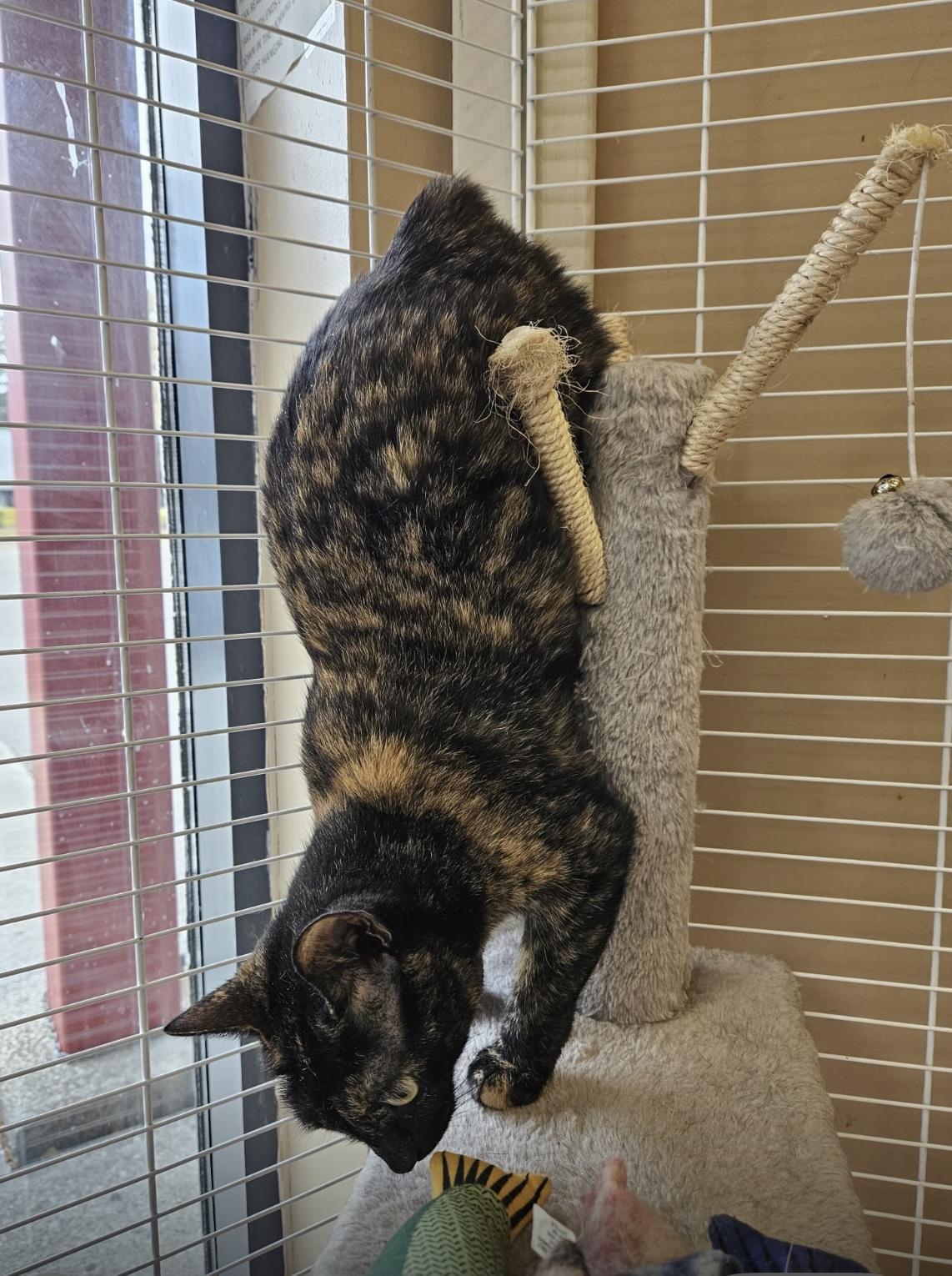 Enlarge Cinnamon, a ADOPTABLE Tortoiseshell in Mississauga, ON image 2/6