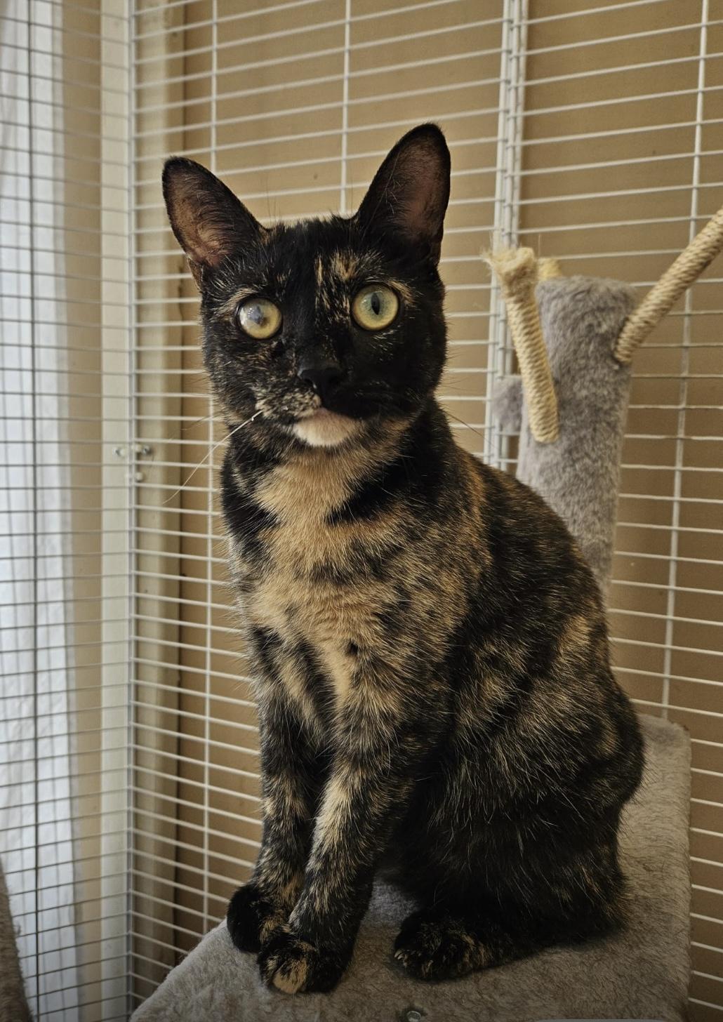 Enlarge Cinnamon, a ADOPTABLE Tortoiseshell in Mississauga, ON image 3/6