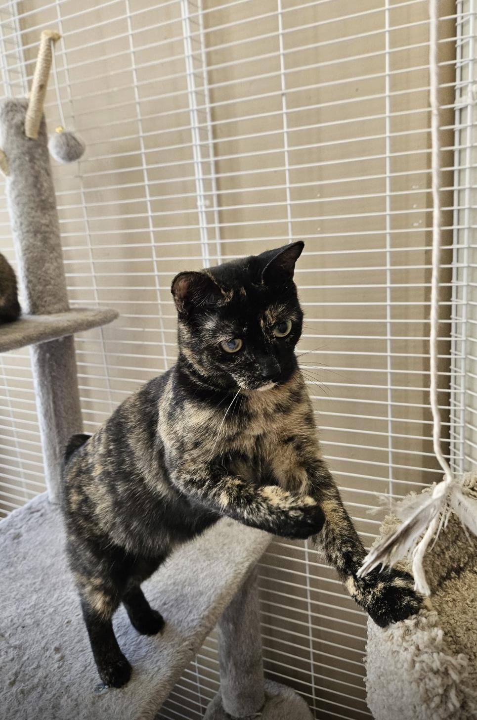Enlarge Cinnamon, a ADOPTABLE Tortoiseshell in Mississauga, ON image 4/6