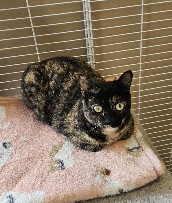 Enlarge Cinnamon, a ADOPTABLE Tortoiseshell in Mississauga, ON image 5/6