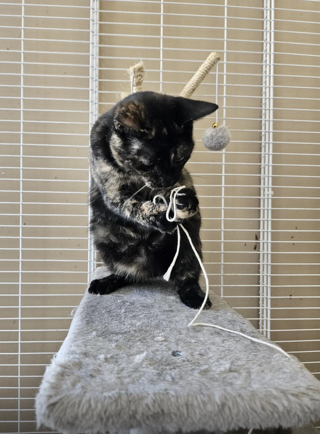 Enlarge Cinnamon, a ADOPTABLE Tortoiseshell in Mississauga, ON image 6/6