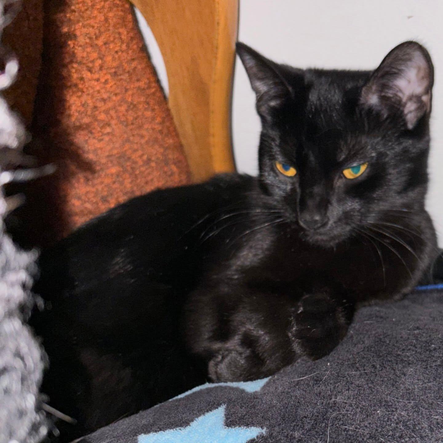 Enlarge Sisters! , a Adoptable Domestic Short Hair in HANSON, MA image 2/2