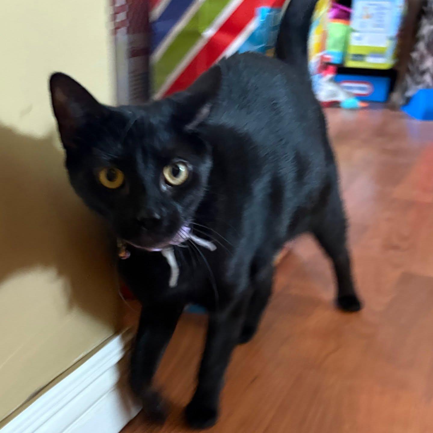 Enlarge Sisters! , a Adoptable Domestic Short Hair in HANSON, MA image 1/2