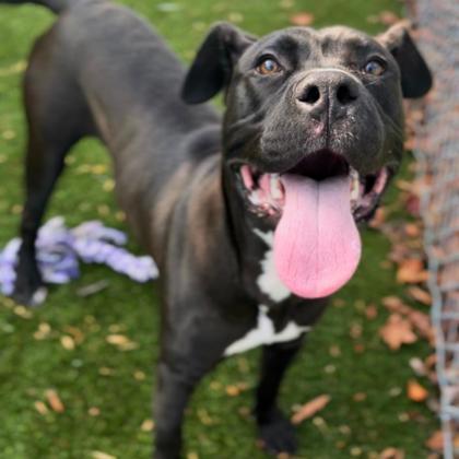 Enlarge Sputnik, a Adoptable mixed breed in Gastonia, NC image 1/3