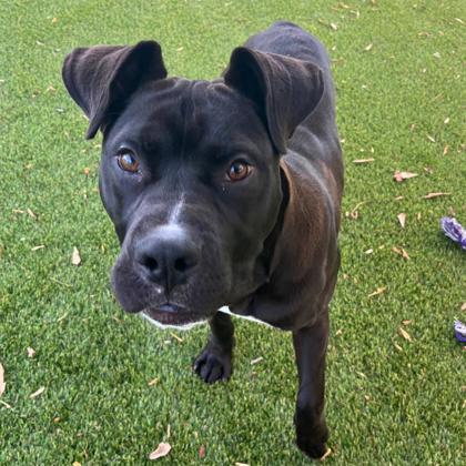 Enlarge Sputnik, a Adoptable mixed breed in Gastonia, NC image 2/3