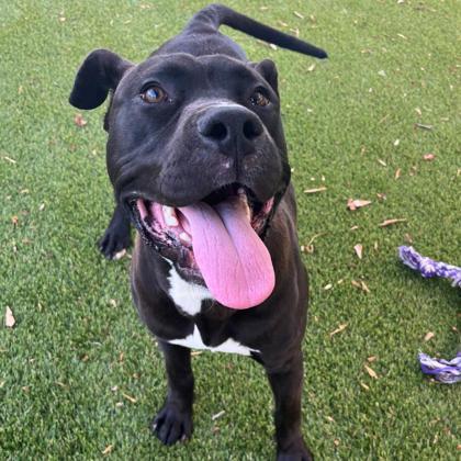 Enlarge Sputnik, a Adoptable mixed breed in Gastonia, NC image 3/3