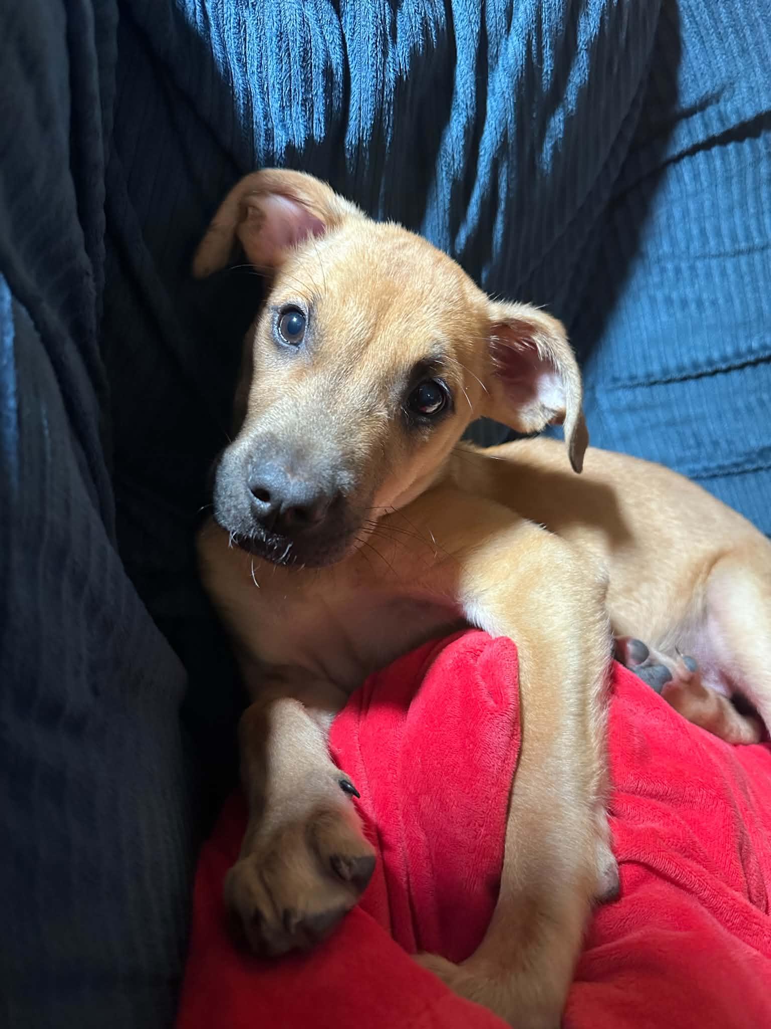 Enlarge Indi, a ADOPTABLE mixed breed in Grand Rapids, MI image 1/1